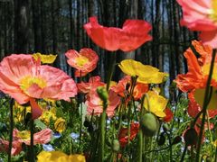 -上海共青森林公园