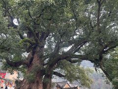 -杨家堂村