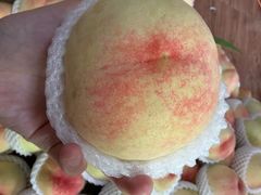 -南汇新场正宗水蜜桃采摘