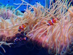 -石家庄极地海洋世界
