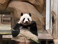 -成都动物园