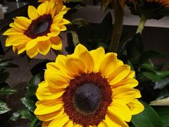 -君悦酒店·La Terrazza意合園·意式风味