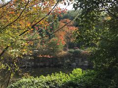 -羊山湖公园