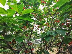 -崂山风景区-大河东游客中心