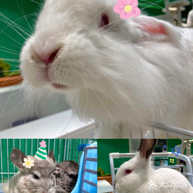 可以撸雪貂的店💘|遇见萌宠2.0