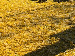 -医王山·飞騨国分寺