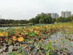 -太阳宫公园