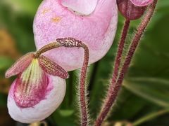 -中国科学院华南植物园