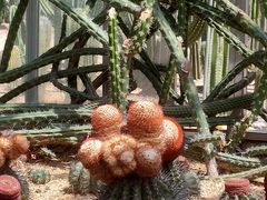 -深圳仙湖植物园