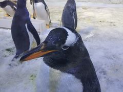 -芜湖新华联大白鲸海洋公园