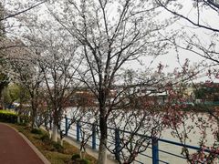 -高东镇樱花园
