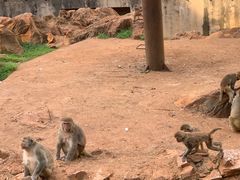 -昆明动物园