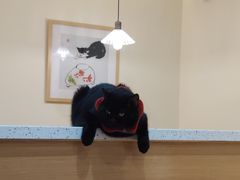 -滚猫咖啡·猫咖·猫友好撸猫(未来城店)