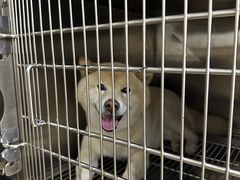 -佳雯宠物医院·皮肤科·内外科(春晓路分院)