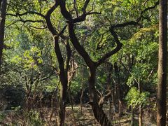 -杭州半山国家森林公园