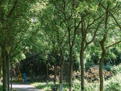 -大兴滨河森林公园