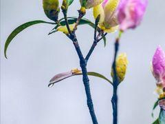 -梧桐山风景名胜区