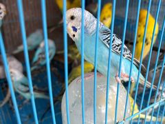 -溪岸路花鸟市场