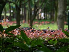 -上海共青森林公园