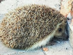 -北京云瑧金陵莲花酒店·莲·川小馆