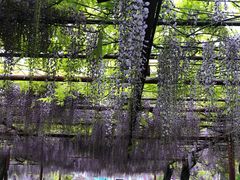 -嘉定紫藤园