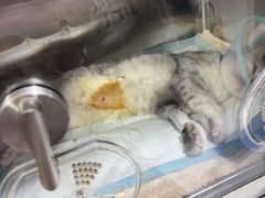 -四月宠物医院·猫专科·心脏专科·内科(转塘店)