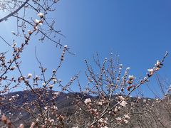 -北京凤凰岭