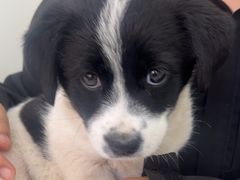 -心仪动物医院·牙专科·肿瘤·心脏科(西客站院)