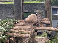 -都江堰中华大熊猫苑