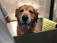 -PETKIT 小佩宠物·低压洗护·美容·寄养(安远店)