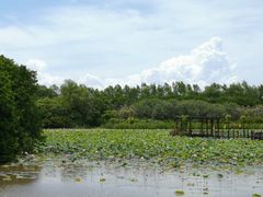 -大湾区中央湿地公园