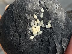 黑金酥-北京稻香村(大都专卖店)