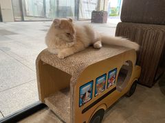 -瞄一喵猫咖(格力海岸店)