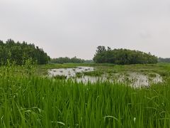 -溱湖国家湿地公园