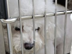 -佳雯宠物医院·皮肤科·内外科(春晓路分院)