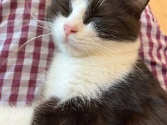 -有喵·猫咖·狗咖·30几只猫10只小狗(岗厦店)