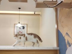-滚猫咖啡·猫咖·猫友好撸猫(未来城店)