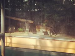 -清迈夜间动物园