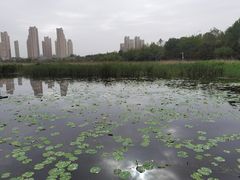 -前关湿地公园