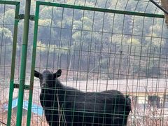 -长沙黑麋峰国家森林公园