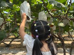 -马陆小张葡萄园农家乐