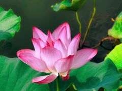 -莲花池公园