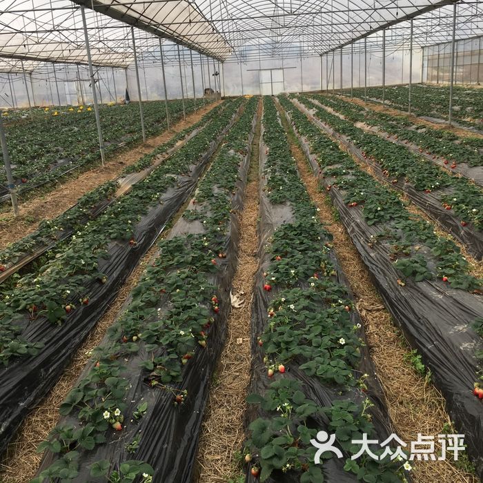 蔚然花海草莓采摘园