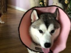 -Husky Go! 哈士奇体验馆·宠物咖啡厅狗咖