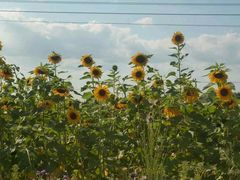 -北纬44度·金珠花海休闲农业旅游景区