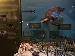 -美国自然历史博物馆