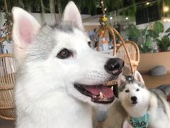 -Husky Go! 哈士奇体验馆·宠物咖啡厅狗咖