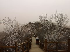 -大岭沟猕猴桃谷风景区