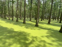 -渌洋湖湿地公园