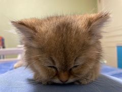 -关爱宠物医院·猫科中心·消化科(滨湖万达分院)